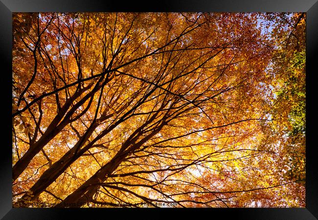Stunning autumn English trees Framed Print by Simon Bratt LRPS