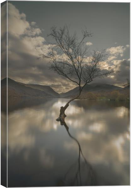 Lone Tree Reflection Canvas Print by Natures' Canvas: Wall Art  & Prints by Andy Astbury