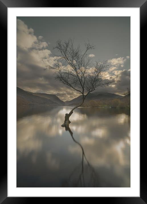 Lone Tree Reflection Framed Mounted Print by Natures' Canvas: Wall Art  & Prints by Andy Astbury