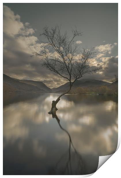Lone Tree Reflection Print by Natures' Canvas: Wall Art  & Prints by Andy Astbury