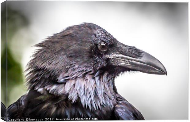 Portrait of a Raven Canvas Print by kevin cook