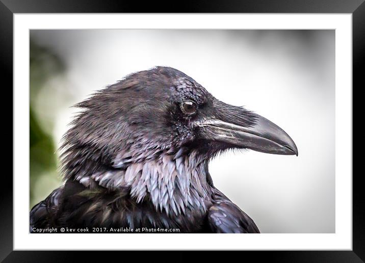 Portrait of a Raven Framed Mounted Print by kevin cook