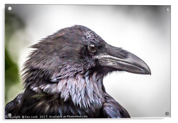 Portrait of a Raven Acrylic by kevin cook