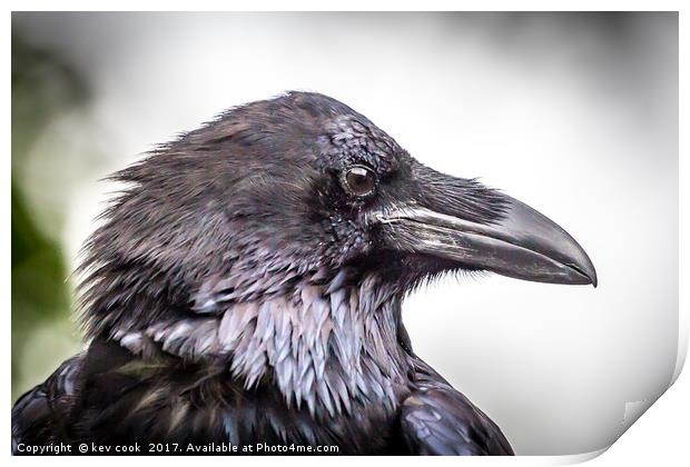 Portrait of a Raven Print by kevin cook