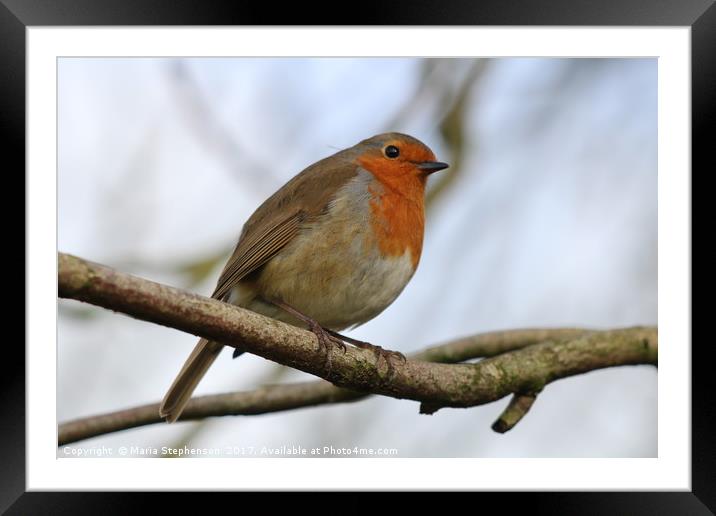 Robin Framed Mounted Print by Maria Stephenson