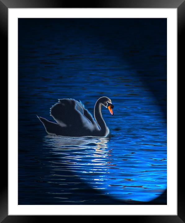 Majestic Swan in Radiant Light Framed Mounted Print by Graham Nathan