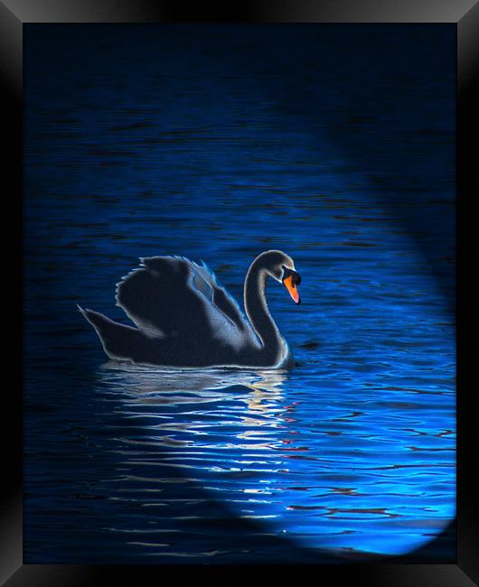Majestic Swan in Radiant Light Framed Print by Graham Nathan