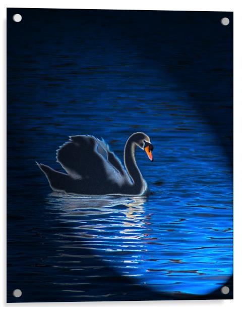 Majestic Swan in Radiant Light Acrylic by Graham Nathan