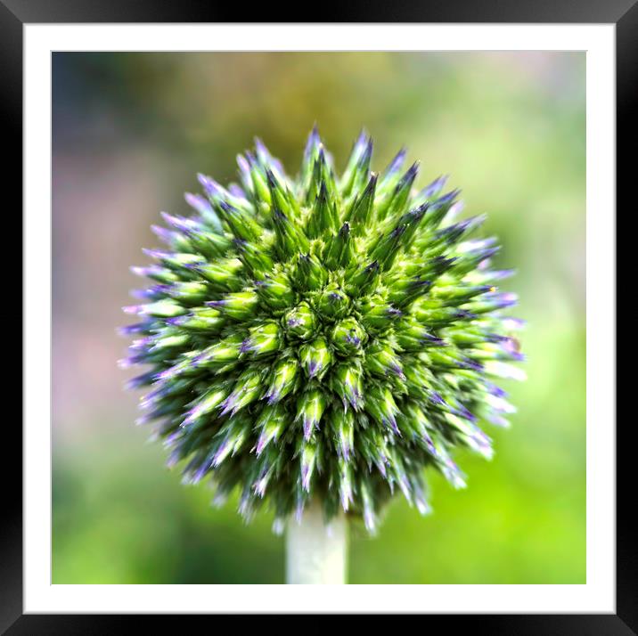 Captivating Flower - Globe Thistle at Aberdour, Fi Framed Mounted Print by Andy Anderson