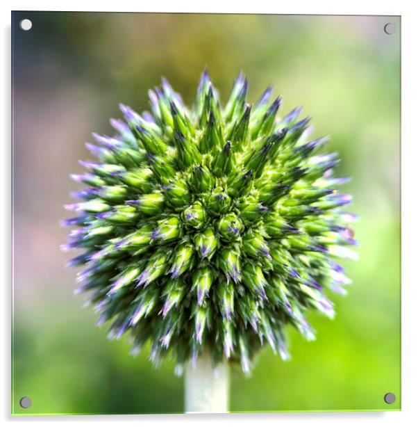 Captivating Flower - Globe Thistle at Aberdour, Fi Acrylic by Andy Anderson
