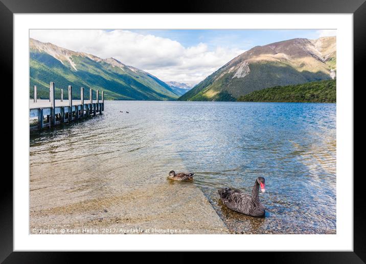 Black swan and duck on Lake Rotoiti Framed Mounted Print by Kevin Hellon