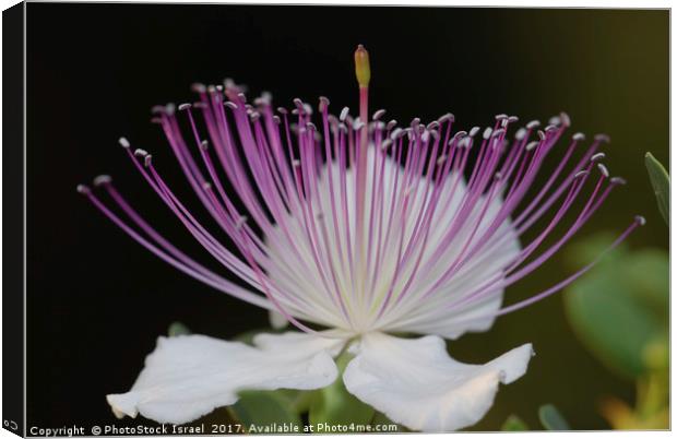 Common Caper Capparis spinosa Canvas Print by PhotoStock Israel