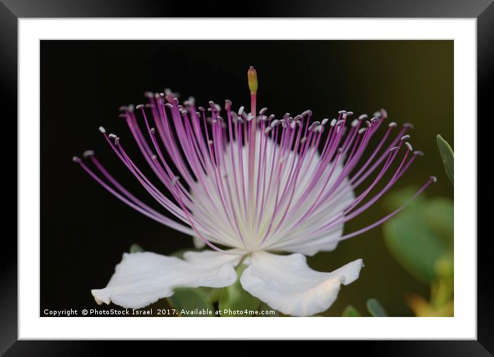 Common Caper Capparis spinosa Framed Mounted Print by PhotoStock Israel