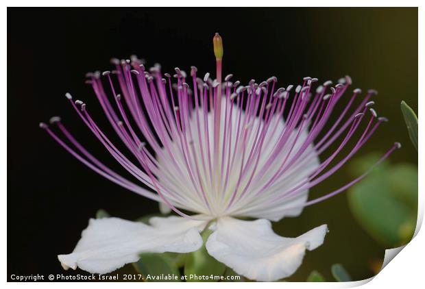 Common Caper Capparis spinosa Print by PhotoStock Israel