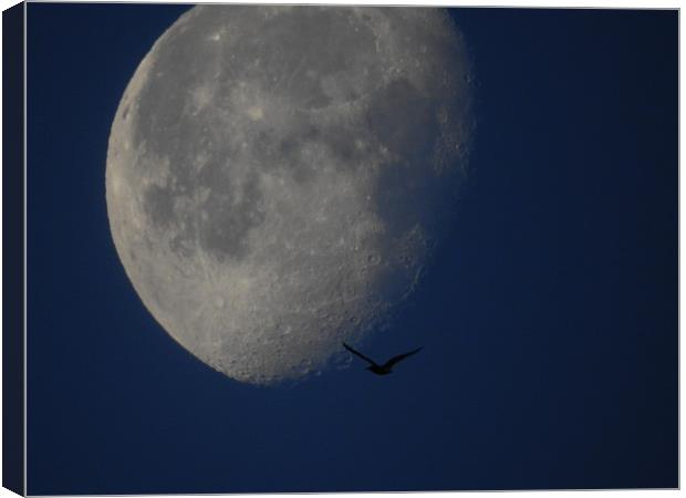 Fly Me to the Moon Canvas Print by John Ellis