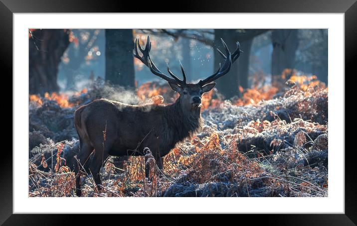 Majestic Stag Framed Mounted Print by Daniel Farrington