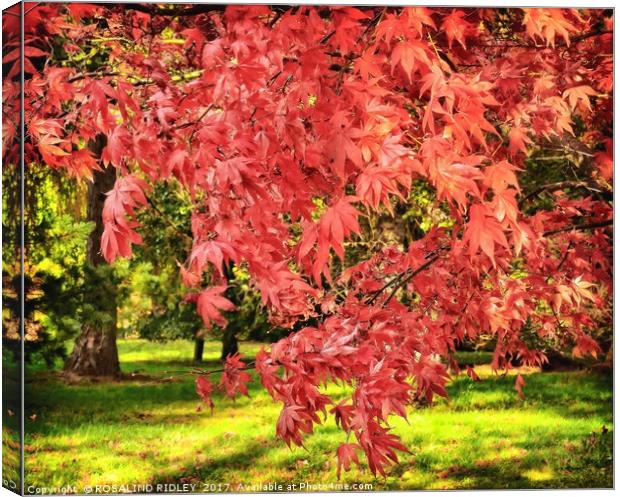 "Acers in the Autumn sunshine" Canvas Print by ROS RIDLEY