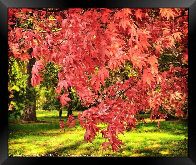 "Acers in the Autumn sunshine" Framed Print by ROS RIDLEY