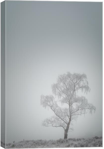 Lone Tree in Winter Canvas Print by Natures' Canvas: Wall Art  & Prints by Andy Astbury