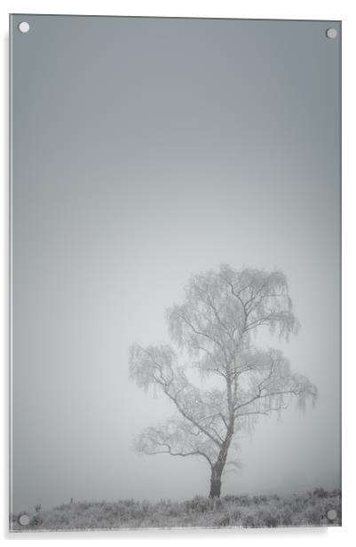 Lone Tree in Winter Acrylic by Natures' Canvas: Wall Art  & Prints by Andy Astbury