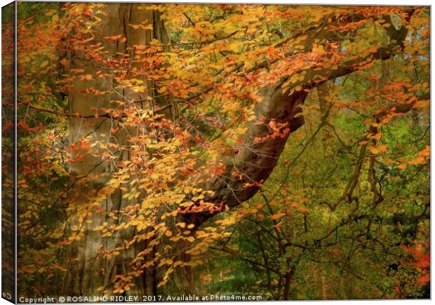 "Dappled sunshine through the Autumn woods" Canvas Print by ROS RIDLEY