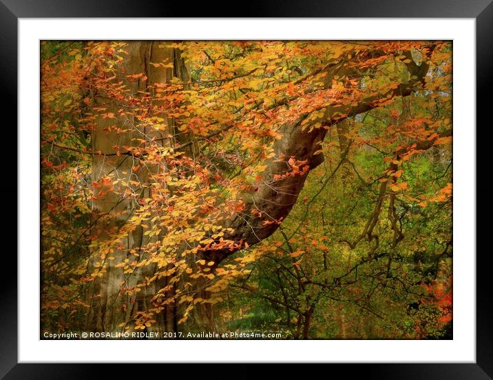 "Dappled sunshine through the Autumn woods" Framed Mounted Print by ROS RIDLEY