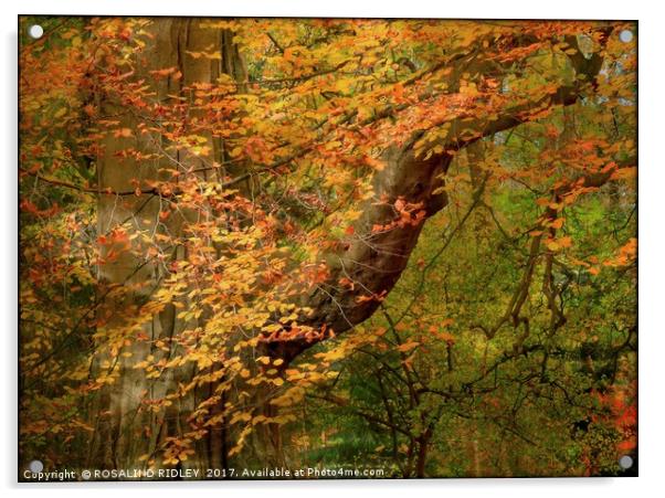 "Dappled sunshine through the Autumn woods" Acrylic by ROS RIDLEY