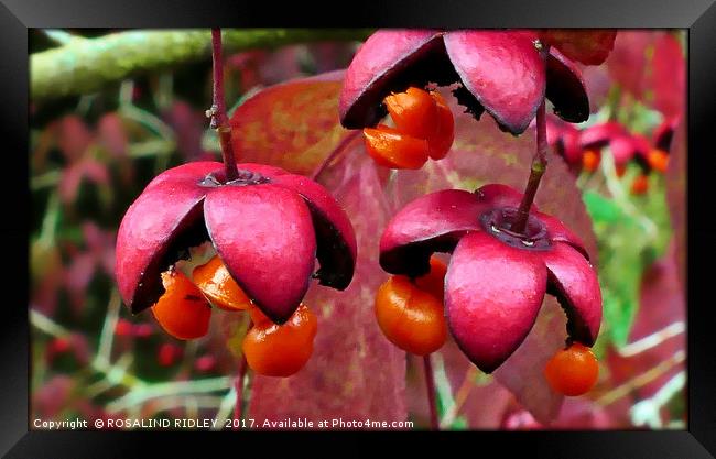 "Autumn fruitfulness" Framed Print by ROS RIDLEY
