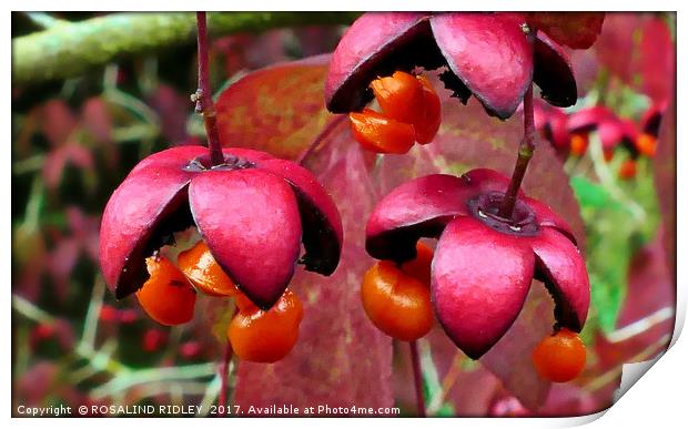"Autumn fruitfulness" Print by ROS RIDLEY
