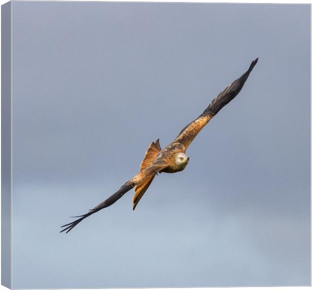 Red Kite in Flight Canvas Print by Tony Keogh