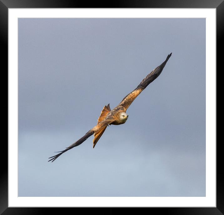 Red Kite in Flight Framed Mounted Print by Tony Keogh