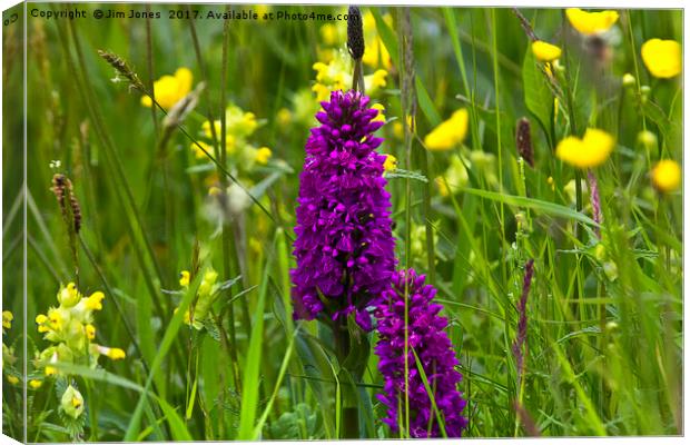 Orchids in a Summer Meadow Canvas Print by Jim Jones