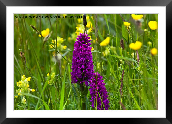 Orchids in a Summer Meadow Framed Mounted Print by Jim Jones