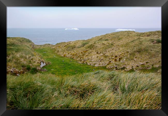 Wandering Albatross Nesting Habitat Framed Print by Carole-Anne Fooks