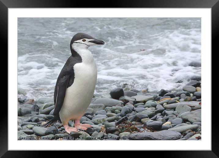 Chinstrap Penguin Framed Mounted Print by Carole-Anne Fooks