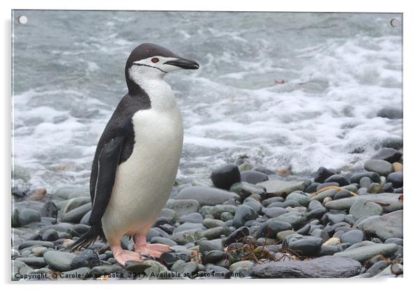 Chinstrap Penguin Acrylic by Carole-Anne Fooks