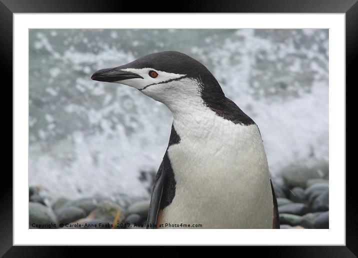 Chinstrap Penguin Portrait Framed Mounted Print by Carole-Anne Fooks