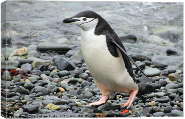 Chinstrap Penguin Canvas Print by Carole-Anne Fooks