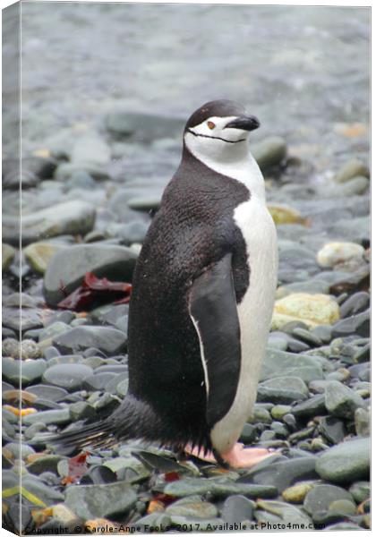 Chinstrap Penguin Canvas Print by Carole-Anne Fooks