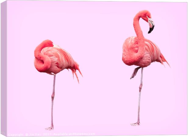 Flamingos on Pink Canvas Print by Jim Key