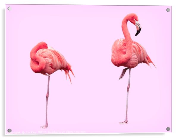 Flamingos on Pink Acrylic by Jim Key