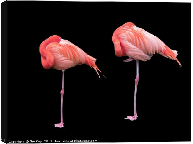 Flamingos on Black Canvas Print by Jim Key