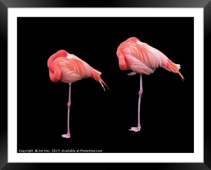 Flamingos on Black Framed Mounted Print by Jim Key
