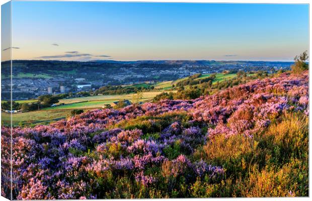 Heather in flower at sunset  Canvas Print by chris smith
