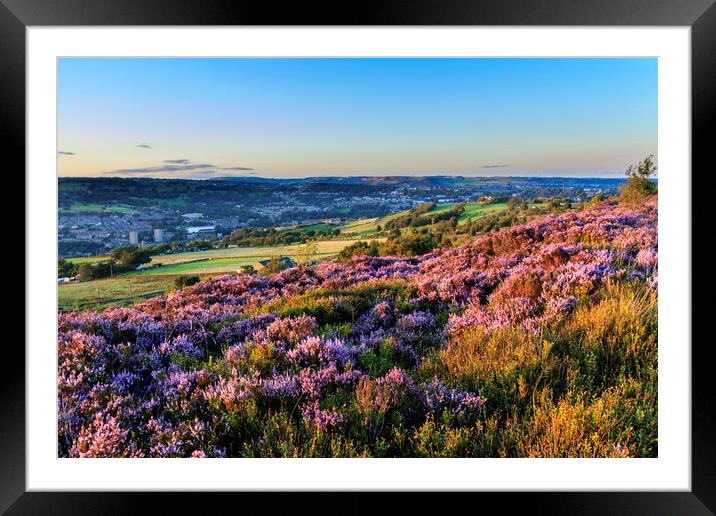 Heather in flower at sunset  Framed Mounted Print by chris smith