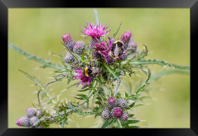 Bumble bees feeding on thistle Framed Print by Chris Warham