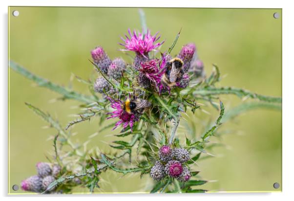 Bumble bees feeding on thistle Acrylic by Chris Warham