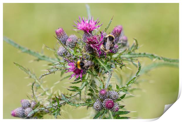 Bumble bees feeding on thistle Print by Chris Warham