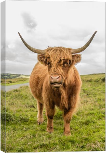 Dartmoor Highland Cattle Canvas Print by Images of Devon