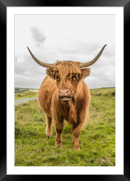 Dartmoor Highland Cattle Framed Mounted Print by Images of Devon
